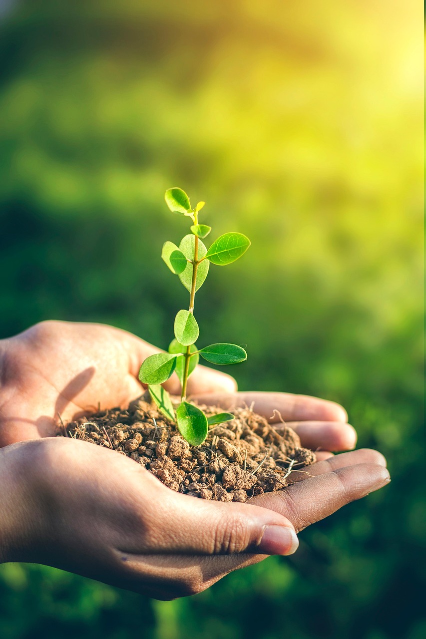 plant, planting, agriculture, farming, environment, growth, green, leaf, seed, concept, hand, soil, ecosystem, ecology, nature, fertilizer, seeding, fresh, organic, sprout, grow, holding, care, protection, protect