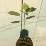 A close-up of hands holding a young plant in a greenhouse, symbolizing growth and nurturing.